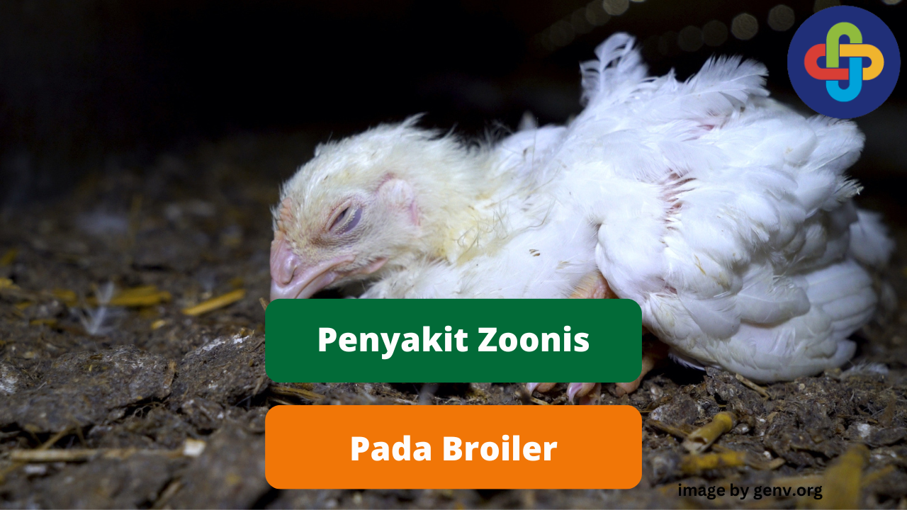 Bahaya Penyakit Zoonosis Pada Broiler